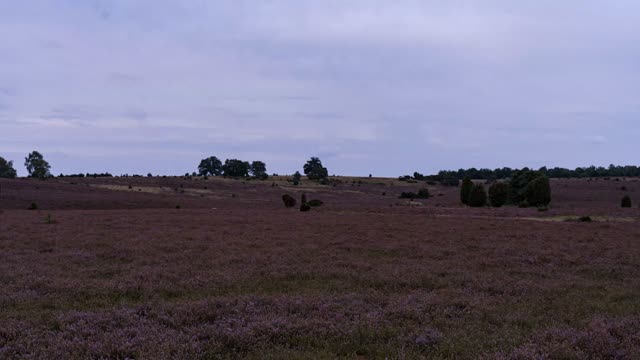 Zeitraffer: Lüneburger Heide (Lüneburger Heide)